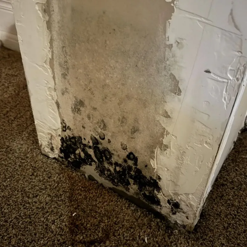 Professional Mold Removal in Wyoming, PA